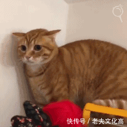 如何用一元硬币画一只哈士奇这么简单,绝对要试一试