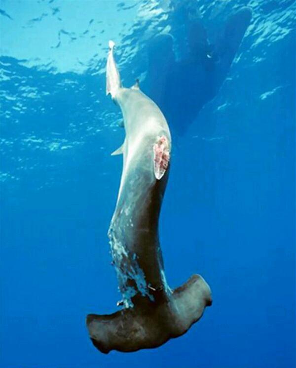 鲨鱼的天敌是什么?