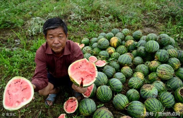 榕江县忠诚镇:扬名天下的"西瓜之乡"