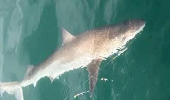 老汉钓到1.5米长鲨鱼后放生 称自己不忍杀死如此美丽的物种