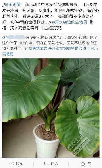 小孩贪玩吃了滴水观音,中了剧毒送医院抢救!绿植不能随便养!