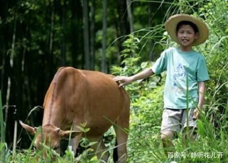 农村小伙儿上山放牛,意外发现大量野生兰花,运气真的是太好了!