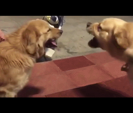 两金毛吵架,二哈路过不帮忙,遭其中一只金毛狠狠一口咬住屁屁上