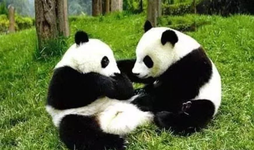 紧急情况下,如果发生了大熊猫伤人的事件,那会把大熊猫击杀吗?