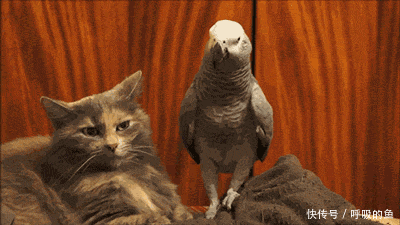 不要反抗了,以后你就是我的了