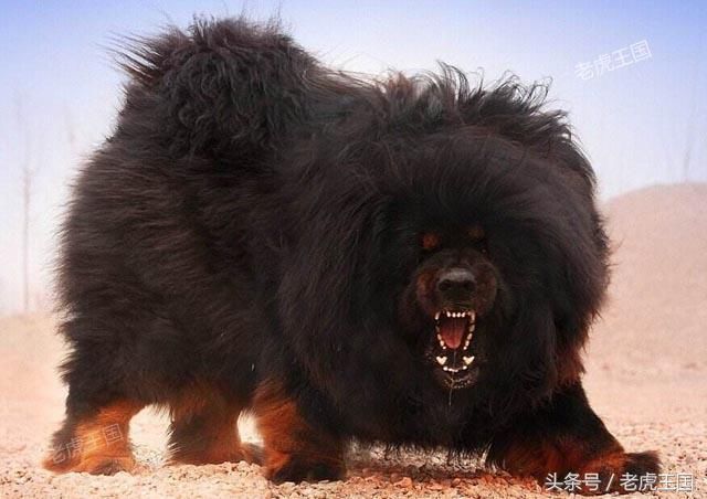 综合分析高加索犬和藏獒,高加索犬完胜