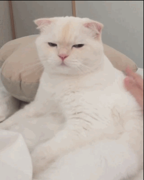 喵星人gif图 : 我也想去这样子的地方工作