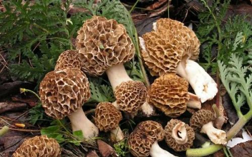 如何像当地人一样吃遍云南菌菇季