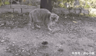 搞笑gif图片笑话段子:孩子别哭了,知道错了就好,你走吧