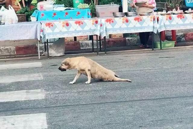 在装瘸黄狗的身后,还有两个"保镖",一只肥狗和一只花狗,三只狗狗经常