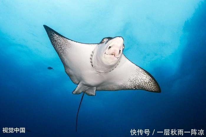 在千万米以下深海,到底有没有比蓝鲸更大海洋生物?