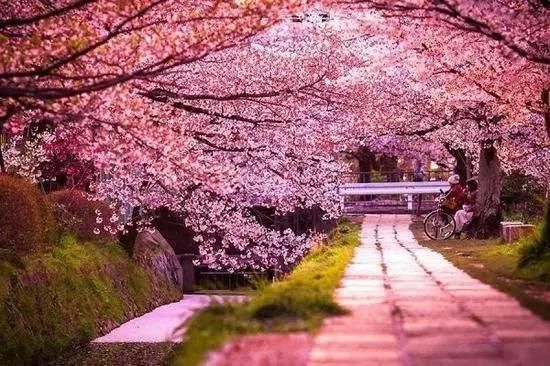 2018日本樱花开放时间表新鲜出炉!盘点最佳十大赏樱地
