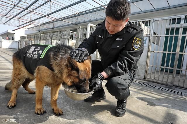 德国牧羊犬是弓背的好还是平背的好?东德牧羊犬怎么样?