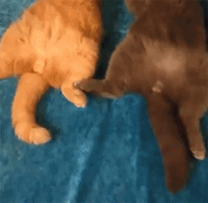 主人不给小鱼干,你们休想睡觉