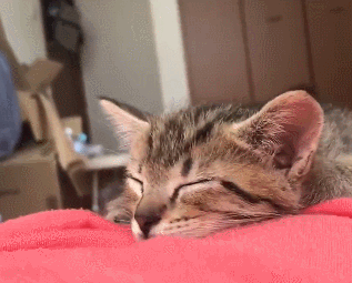 小猫咪趴女主人肚子上睡觉,可爱表情萌翻天,猫咪:梦里