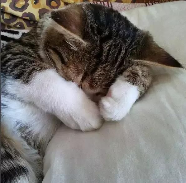 因为意外,它的两条后腿 失去了行动的能力… 不过,幸运的是它有一个