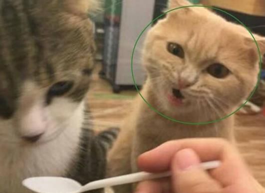 这个主人家里养了一只心爱又霸道的橘猫,有一天,主人从外面抱养回来