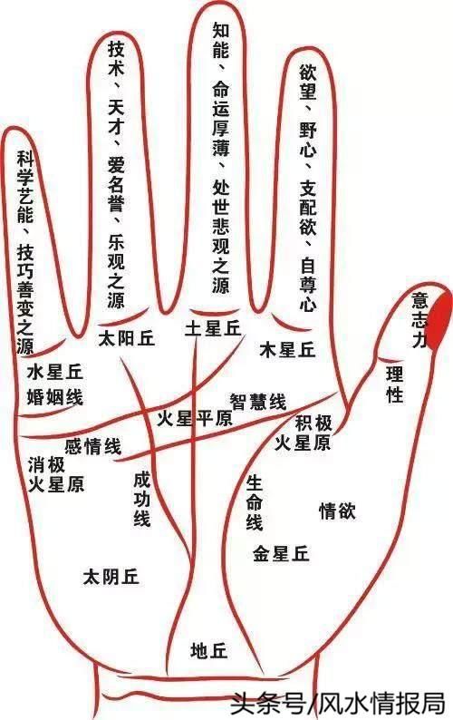 手纹掌纹学问大,正确认识手相的完整介绍