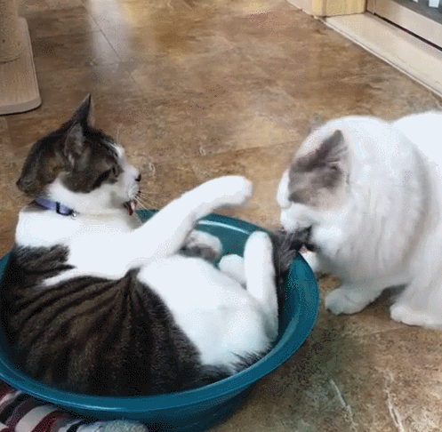 二只猫咪抢窝打架,母猫生气后,公猫亲吻解恨!