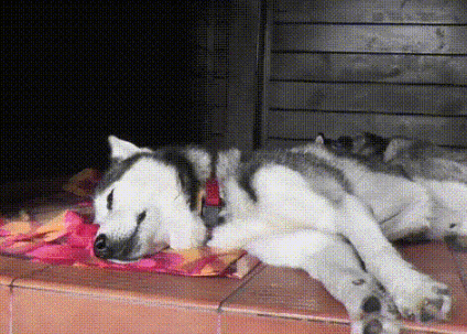 我敢保证,这货躺下绝对没超过3秒就睡着了