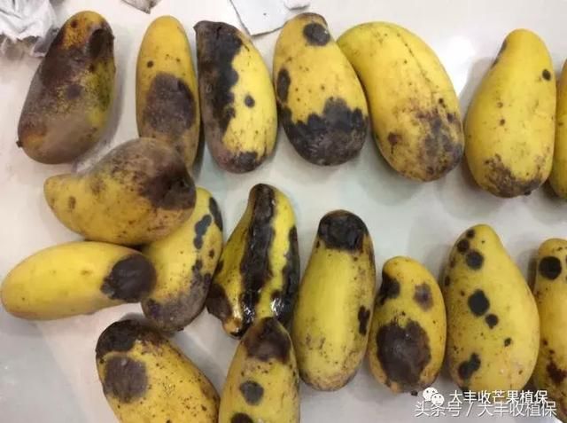 芒果采后烂果到底是为什么?