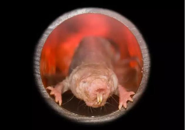 研究人员眼中的裸鼹鼠:很迷人或被用来征服衰老