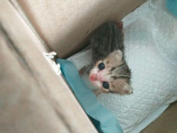 两只刚出生的小奶猫被遗弃纸箱内,捡回一个月后,同事都羡慕不已