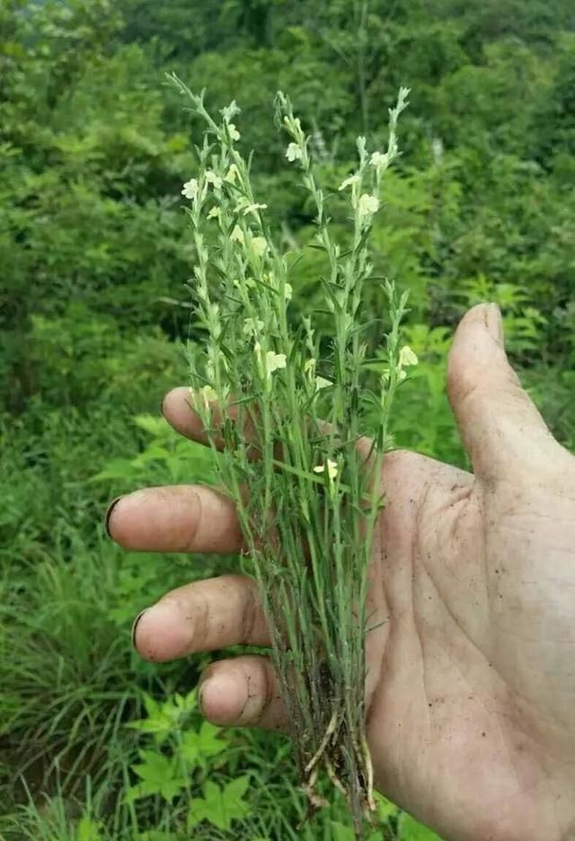 但许多农民都知道,这些杂草之中有很多都是可以吃的野菜,比如苦麻菜