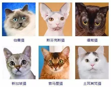 猫咪品种大全 最受欢迎宠物猫排行榜前十名
