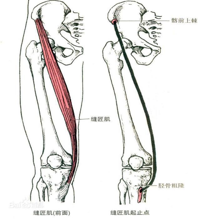 我们先来看下内旋的肌肉缝匠肌