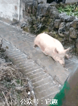 搞笑gif图:仿佛看到了曾经的自己,不能喝还贼能吹!