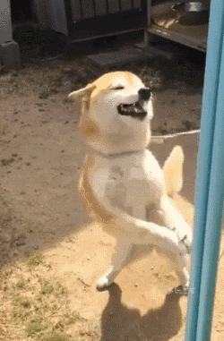 搞笑gif:如果妹子不是美得像个300斤的胖子,这下死了也值得了