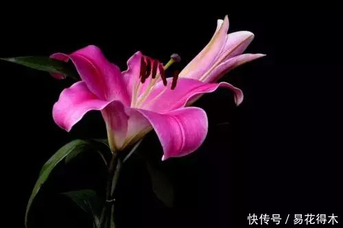 陆游关于百合花的诗词赏析