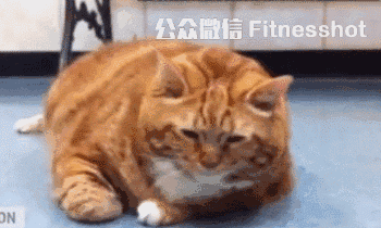 肥猫用3年减肥成最美萌猫,亮瞎了全喵界!