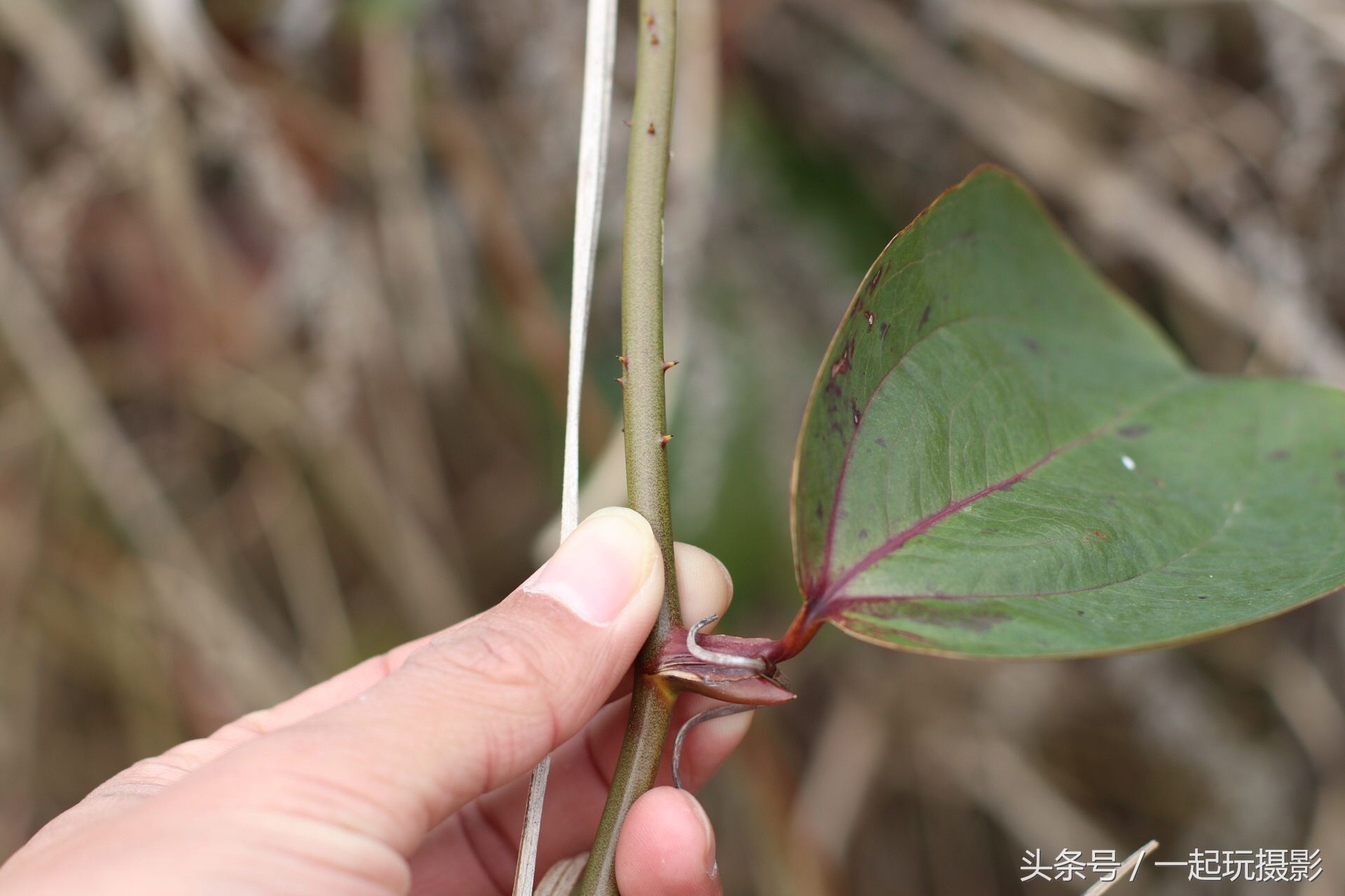 它别名叫藏金刚藤 药用价值非常高 尤其是对男性朋友