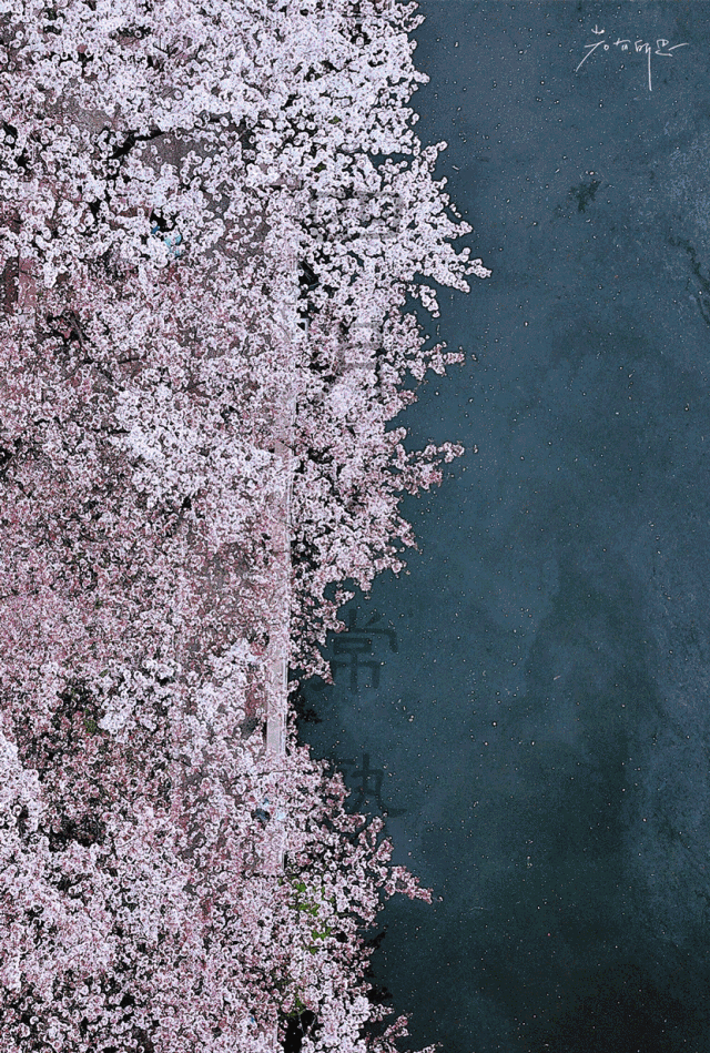 四月的常熟樱花微雨 原汁原味的江南风景