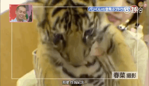 全球搞笑gif:老婆从街上捡了只猫回来养,挺可爱,就是每顿饭吃太多