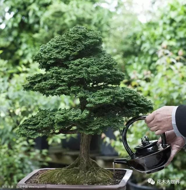 盆景养护口诀,总结的太全了!