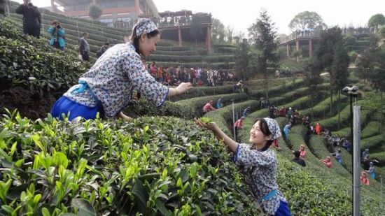 "第十三届中国蒙顶山国际茶文化旅游节"将于3月在名山