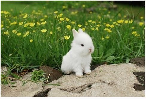 大师算过了:这几个月出生的属兔人,十有八九都是富贵命!