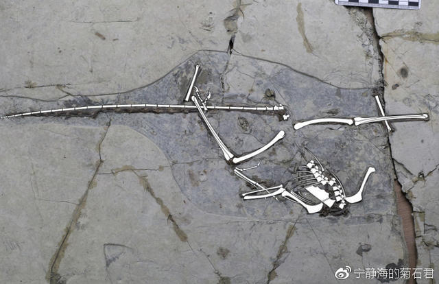 杨氏钟健龙的化石石板. 图片来源