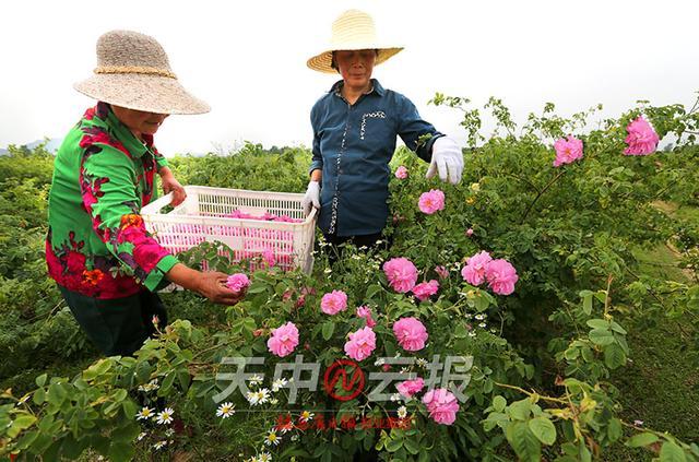 位于驻马店市胡庙乡的盛景林木种植有限公司洋甘菊和玫瑰种植园里,一