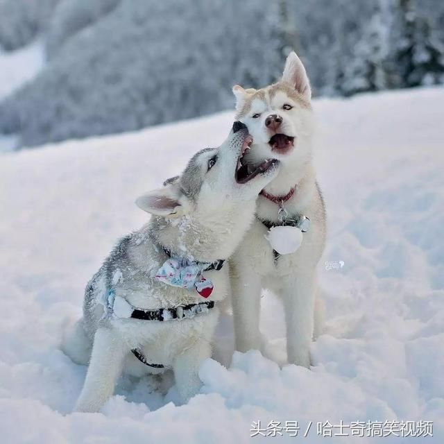 雪地上的两只哈士奇,毕竟是雪橇犬,在雪地上瞬间突显了它们的气质.