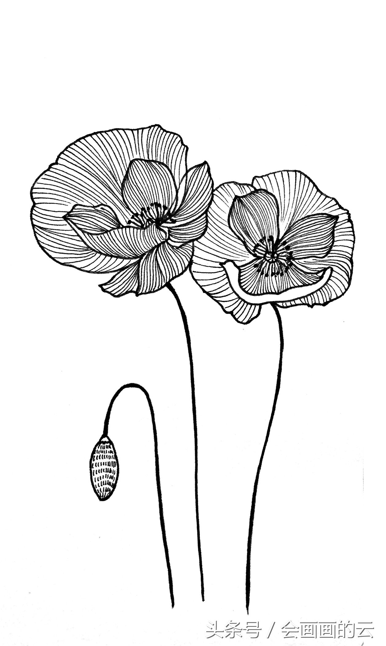 简笔画入门植物线描手绘图,一起画起来吧!