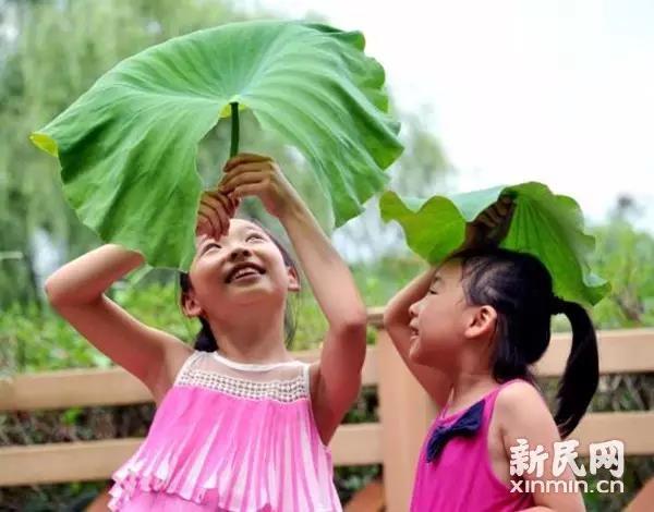 图说:顾村公园里,两个小女孩用捡来的荷叶当起临时遮阳帽.杨建正 摄