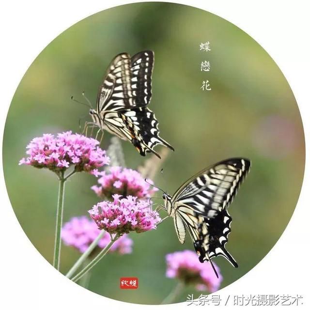 作品欣赏丨苦苦的寻觅 只为寻找情有独钟的那一朵《蝶恋花》
