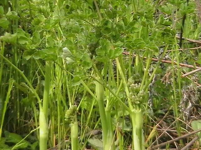 东北的山野菜和河鲜!