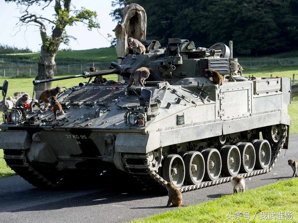 英国军用装甲车竟被老虎拦下