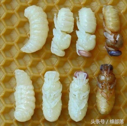 在人工育王中,为什么移虫必须限定一日龄幼虫?老蜂农告诉你答案