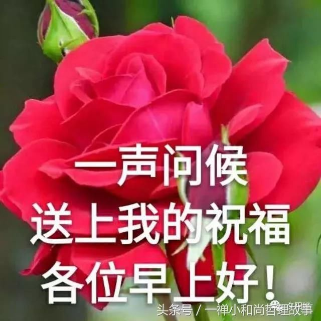 早上好,送你七个愿望,祝你周六愉快!